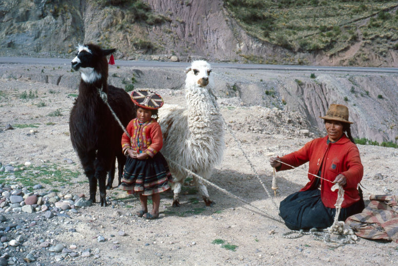 Lamas et péruviennes