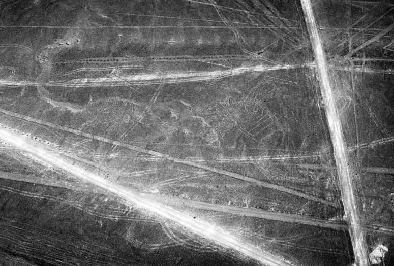 Nazca : le vautour