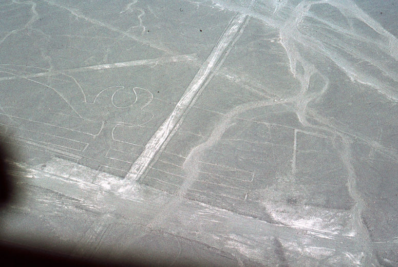 Nazca : le perroquet
