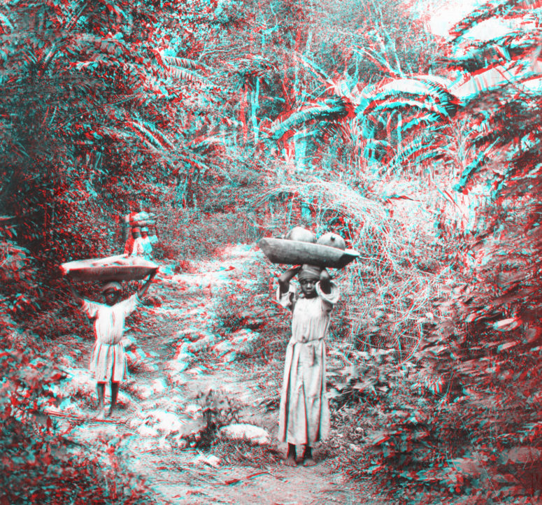 Dans la forêt antillaise