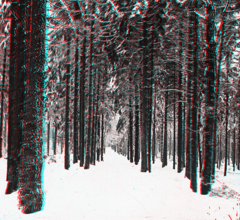La forêt vosgienne en hiver