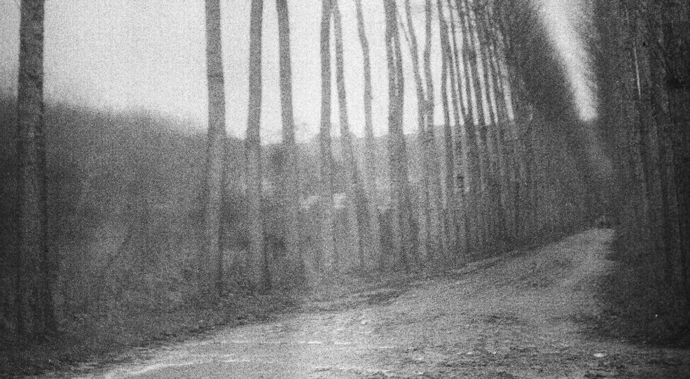 La très très longue photographie des arbres
