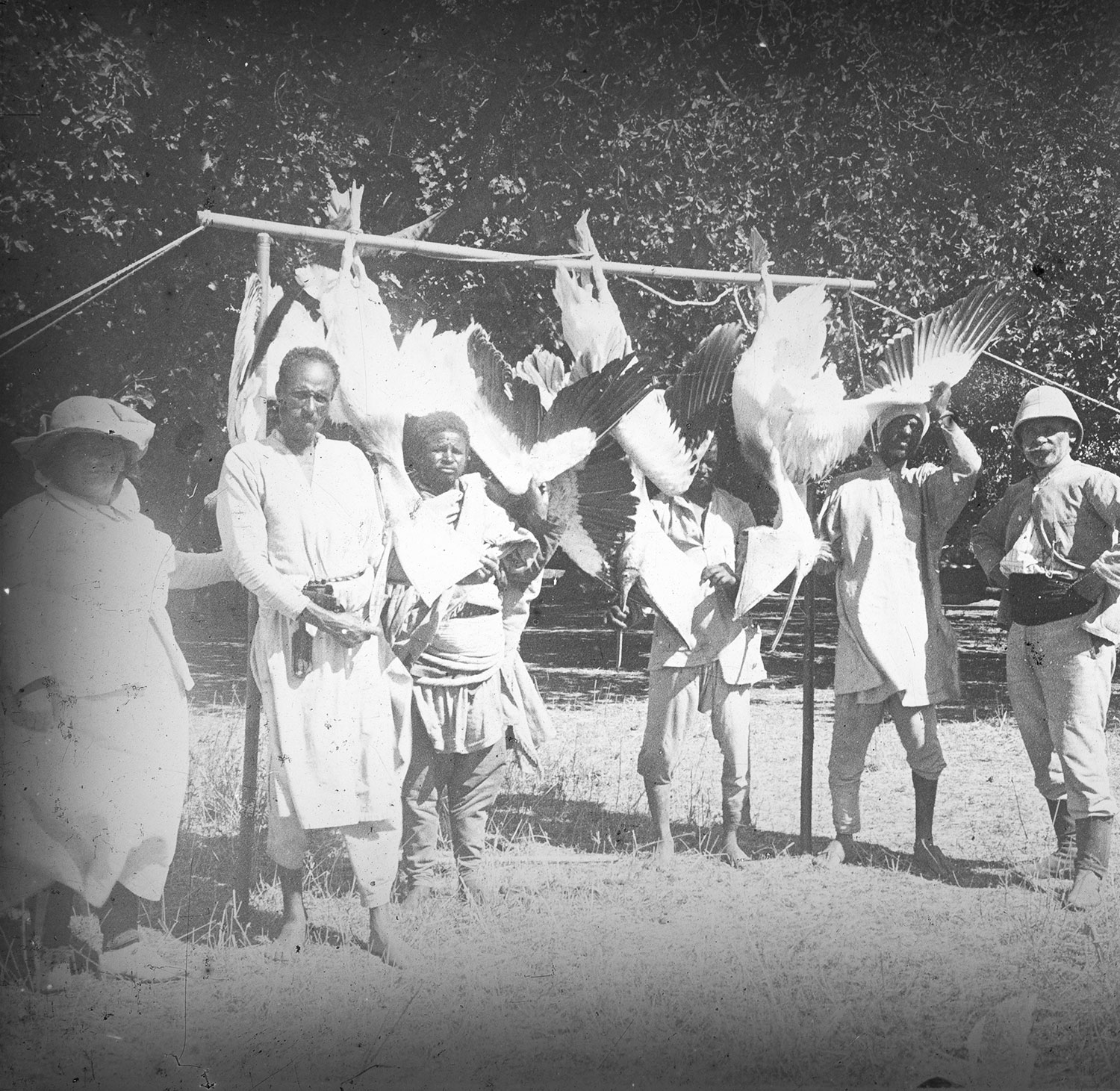 Les pélicans