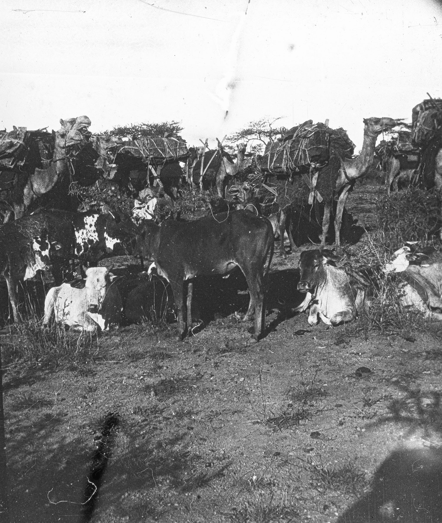 Caravane Abyssinie Mai 1911