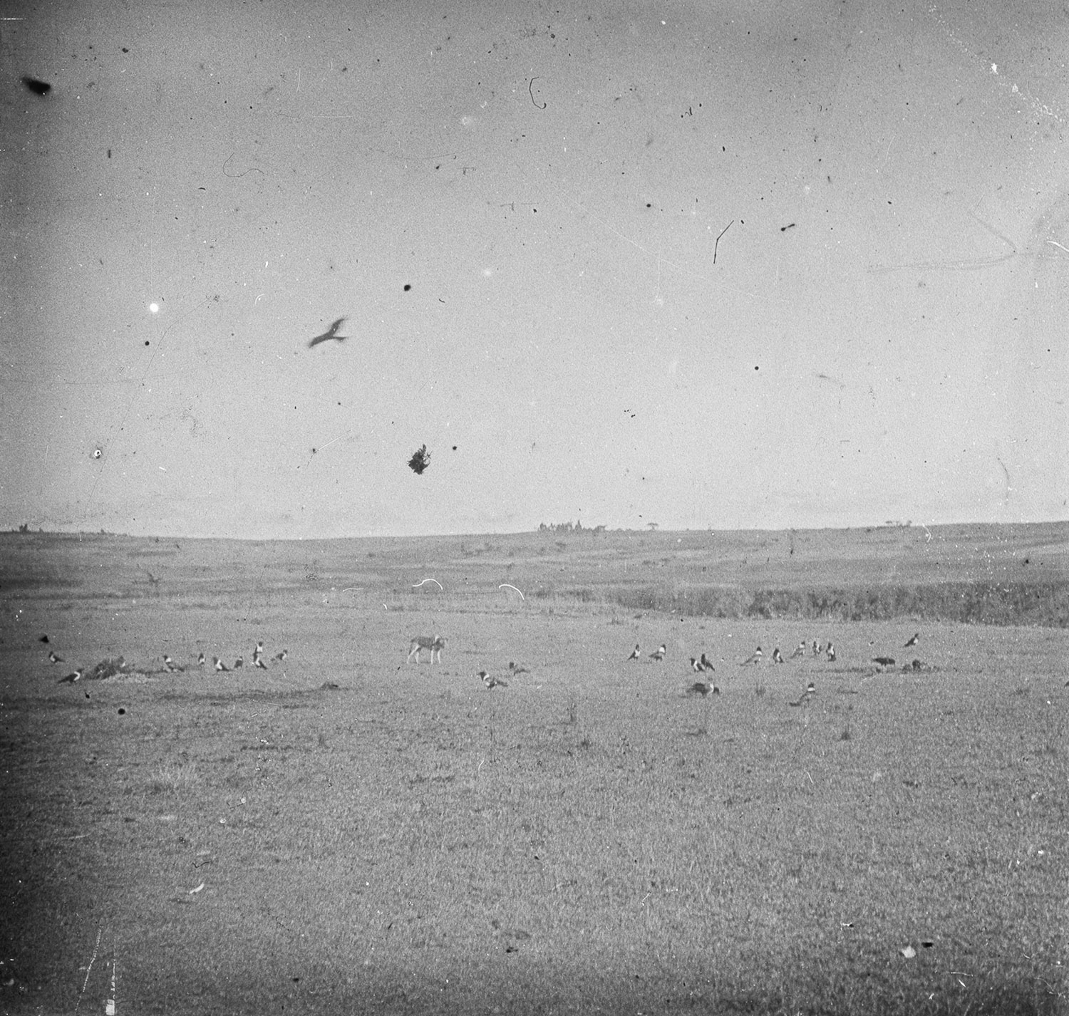 Les oiseaux