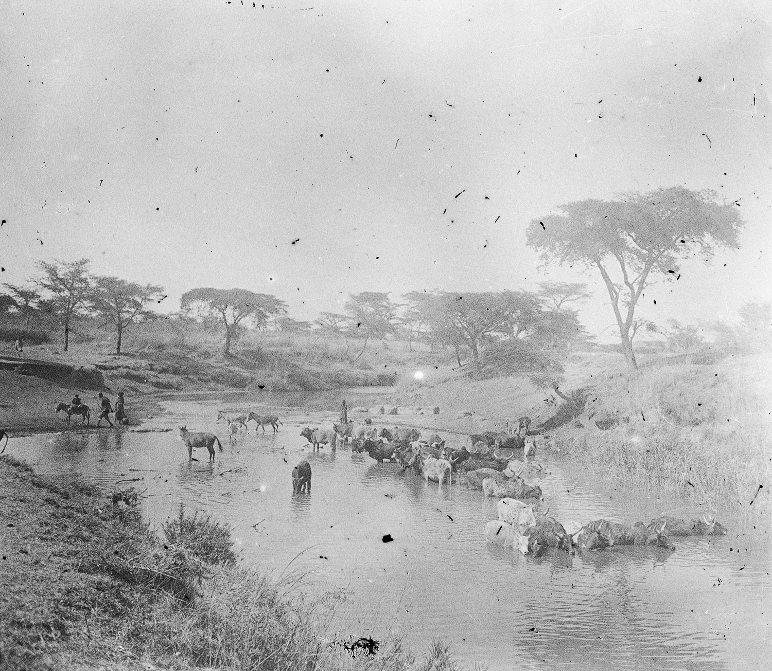 Bétail dans la rivière