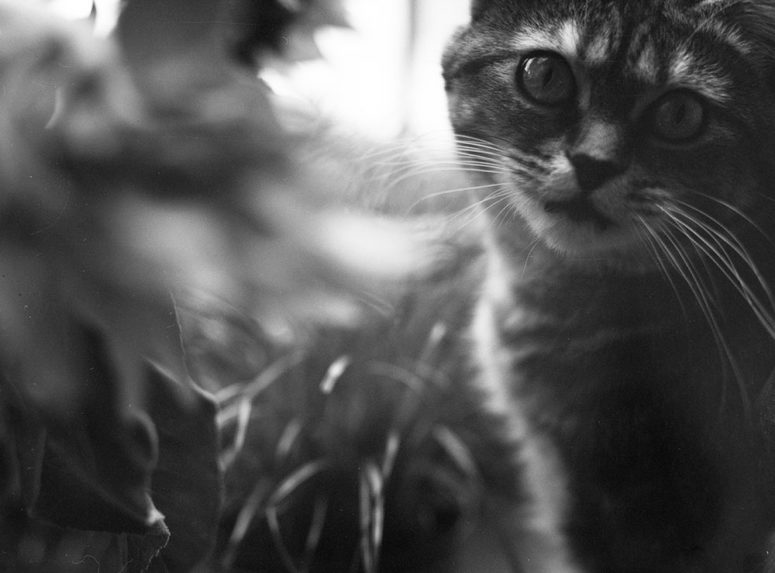 Adorable chat qui met des poils partout sur les négatifs, photographié avec la chambre Graflex